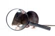 magnifying glass focused on rat`s nose