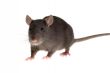 rat