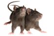 two rats