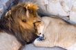 lion and lioness