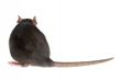 rat`s back