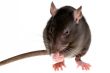 rat
