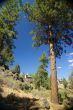Ponderosa Pine, on hillside