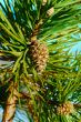 Pine cone