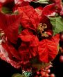 Festive Christmas Poinsettias