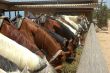 Horses eating