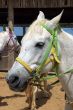 Horse portrait