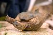 Overturned turtle