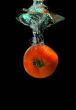 Tomato is falling into water