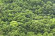 Forest background