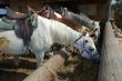 Horses at lunch