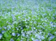 Blue Flowers