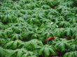 Field of plants