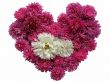  floral heart