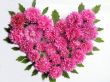  Autumn flowers