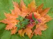 Autumn still life