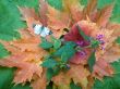 Autumn still life with a butterfly