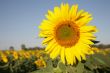 Sunflower in field