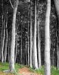 Grey Forest