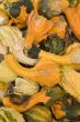 Gourds