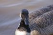 Goose Looks