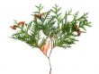 thuja