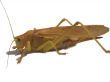 An insect is grasshopper