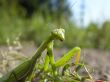 an insect is a mantes