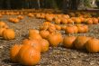 Pumpkins for Sale
