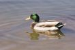 Duck with Fuzz on Bill