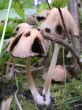 Fungus family