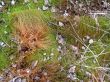 Spring moss