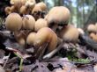 Fungus family