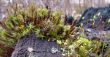 Moss on the stump