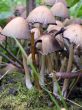 Fungus family