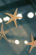 starfishes
