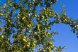 Apples