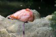 Flamingos in a zoo