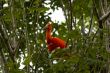 Scarlet Ibis