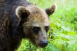 Brown Bear