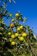 Apples