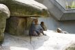 Baboons