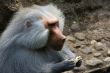 Baboons