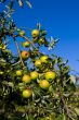 Apples