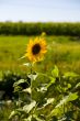 Sunflowers on a green field