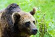 Brown Bear