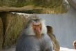 Baboons