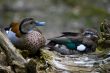 Northern shoveler (Anas clypeata)