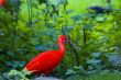 Scarlet Ibis