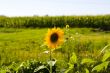 Sunflowers on a green field